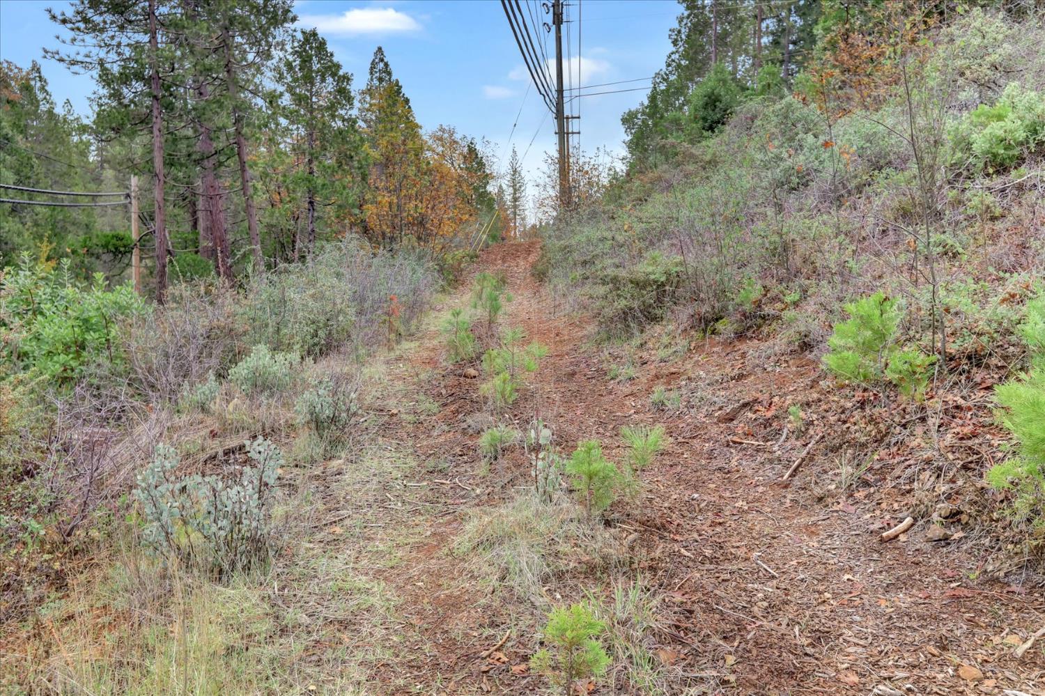 1349 Idaho Maryland Road Grass Valley, CA 95945 - Photo 81 of 89 a view of a forest with trees in the background