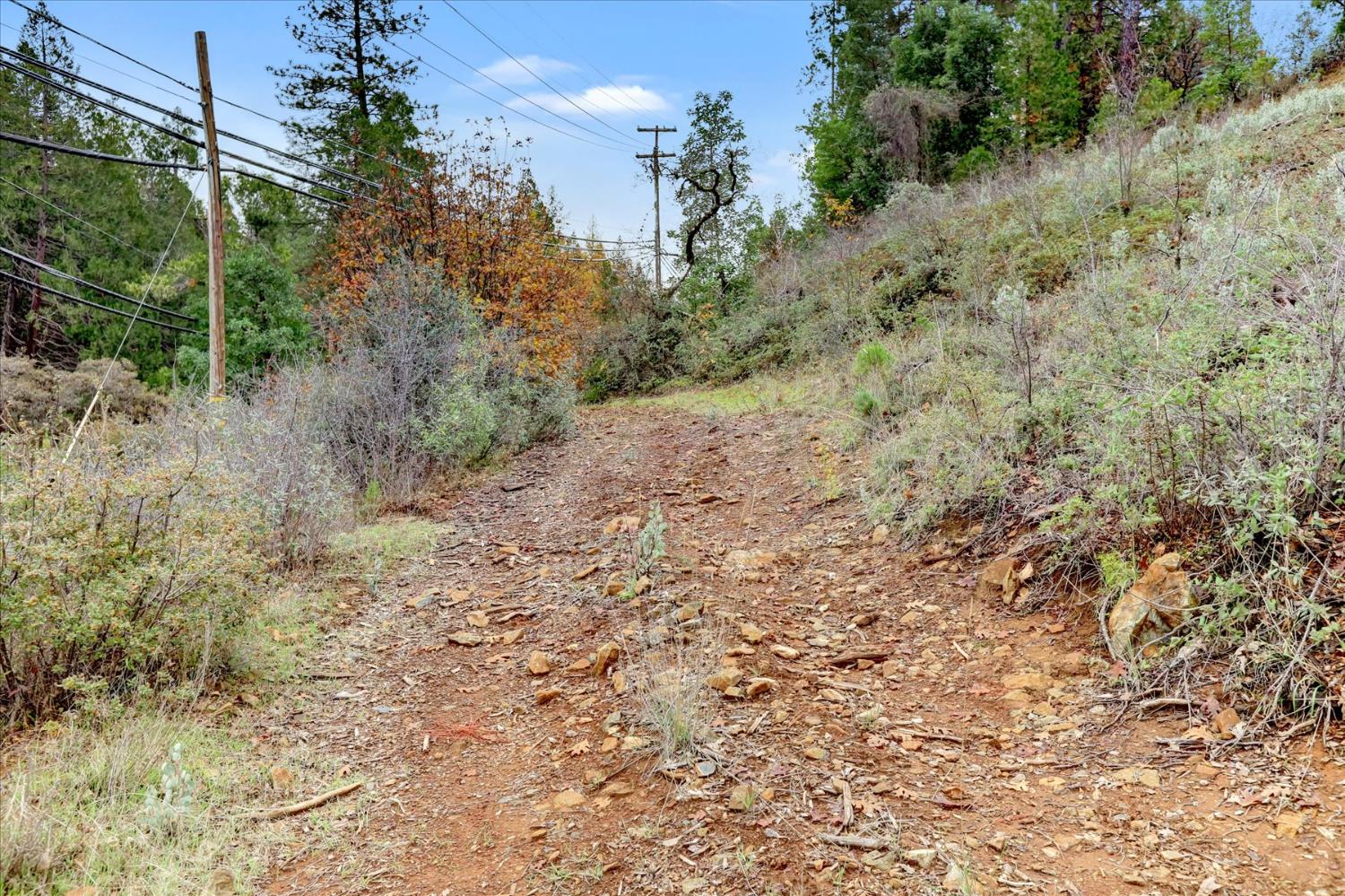 1349 Idaho Maryland Road Grass Valley, CA 95945 - Photo 86 of 89 a view of a dry yard with trees in the background