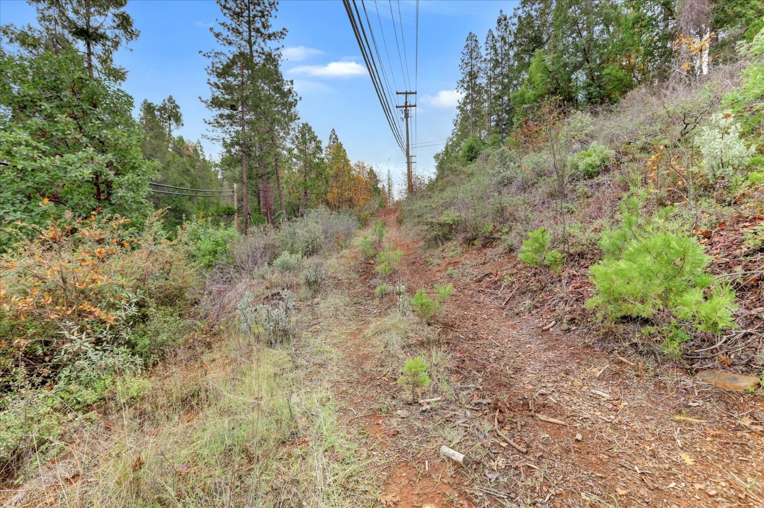 1349 Idaho Maryland Road Grass Valley, CA 95945 - Photo 87 of 89 a view of a yard with a tree