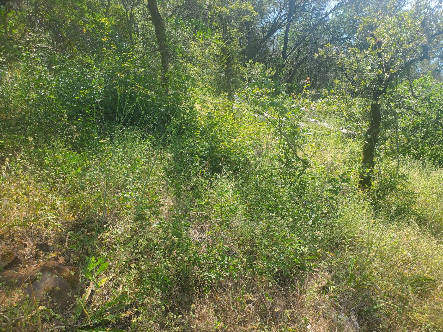 1190 Jurgens Road Rescue, CA 95672 - Photo 13 of 29 a view of a lush green forest