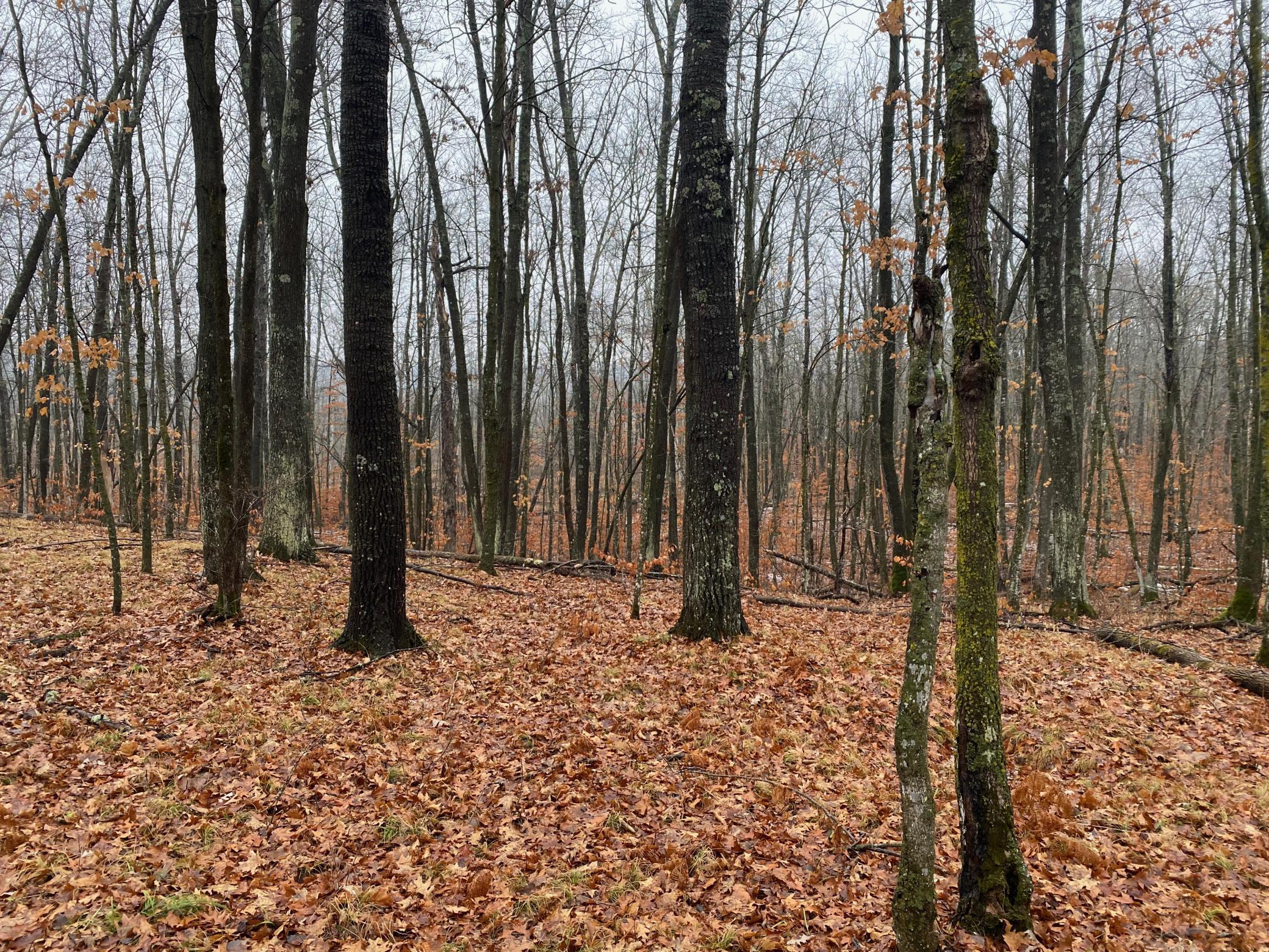 Tbd 170th Place McGregor, MN 55760 - Photo 25 of 56