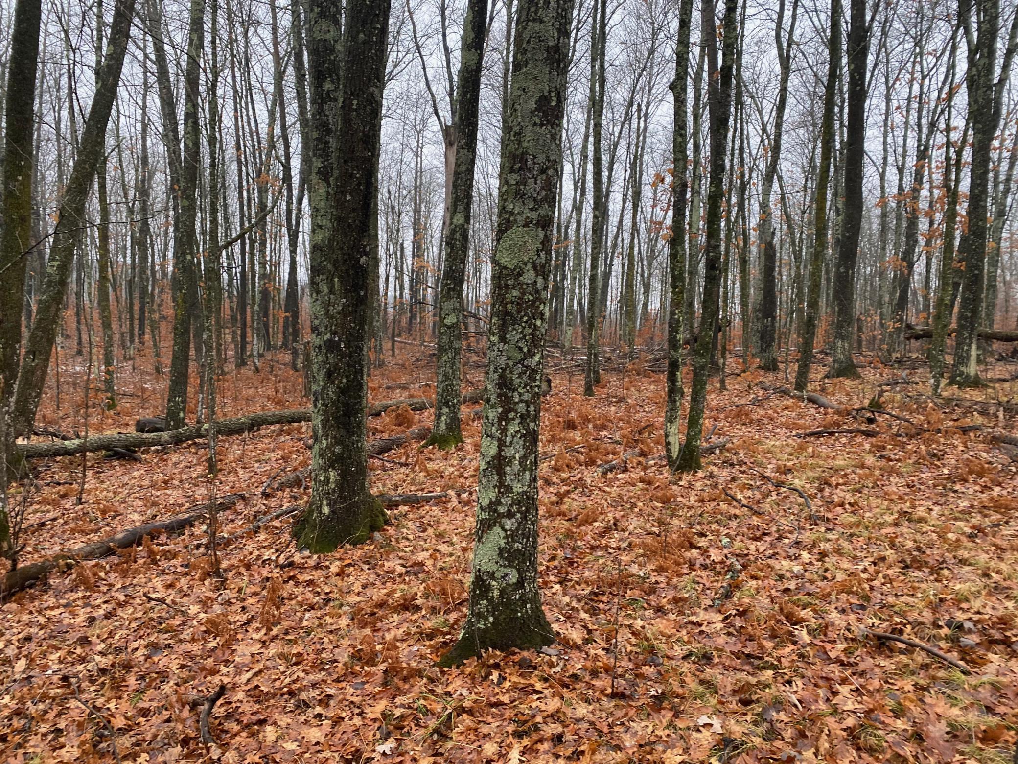 Tbd 170th Place McGregor, MN 55760 - Photo 26 of 56