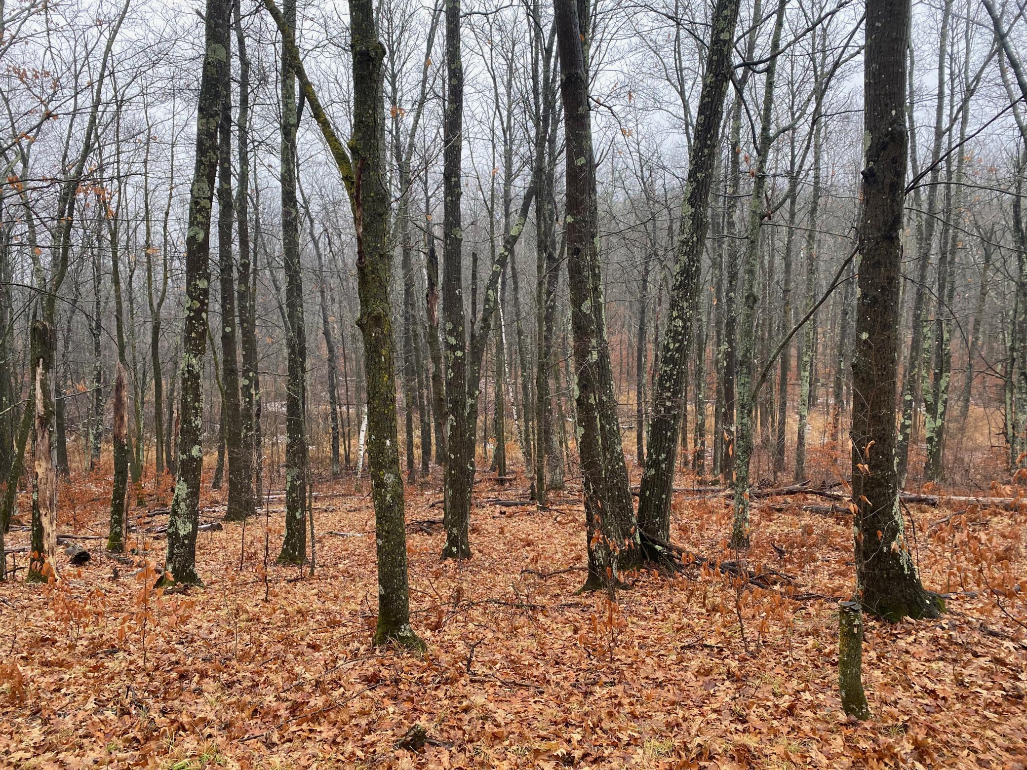 Tbd 170th Place McGregor, MN 55760 - Photo 28 of 56