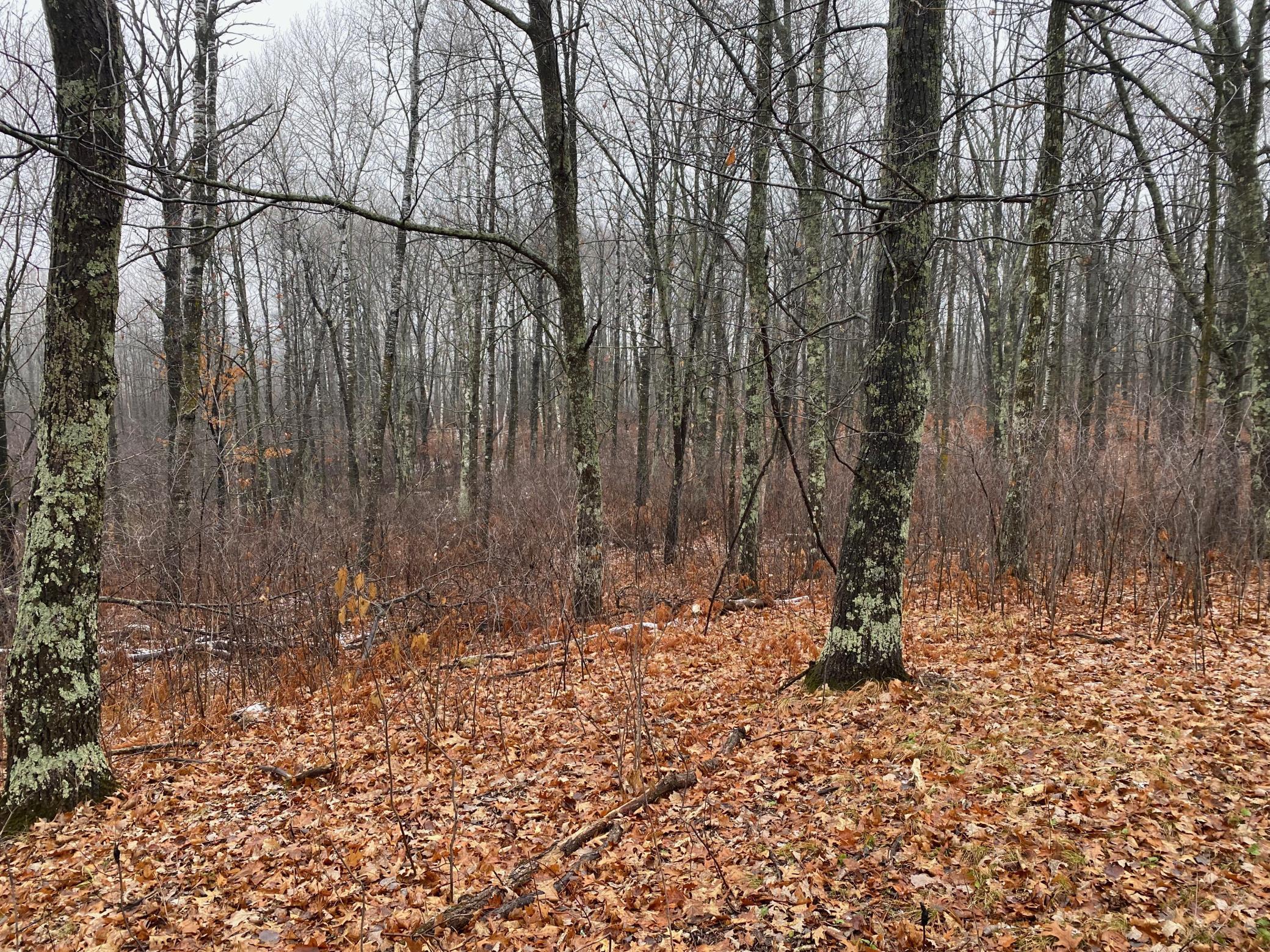 Tbd 170th Place McGregor, MN 55760 - Photo 31 of 56