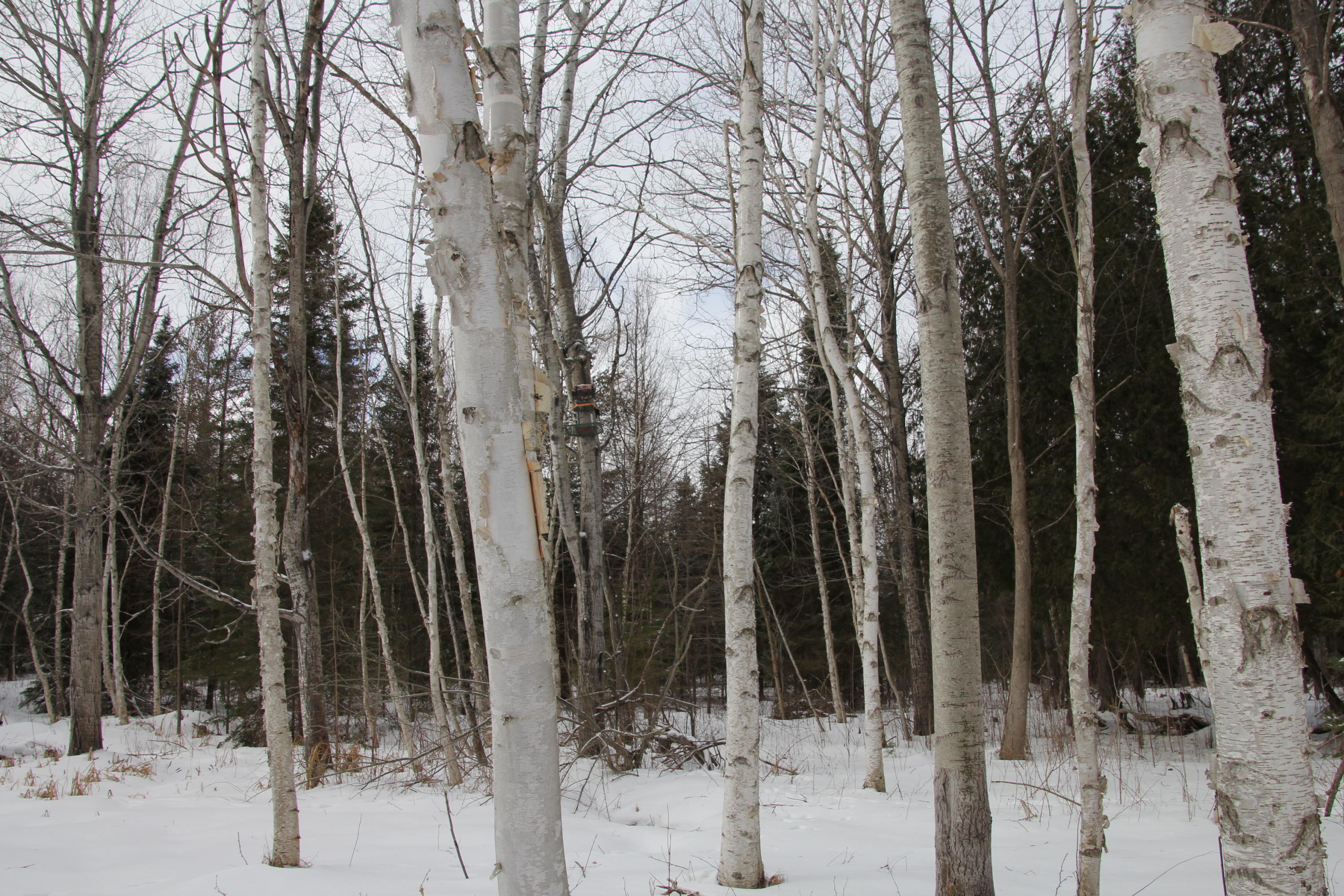 40-acres Tolan Road Spruce, MI 48762 - Photo 51 of 95 Gallery Image 51