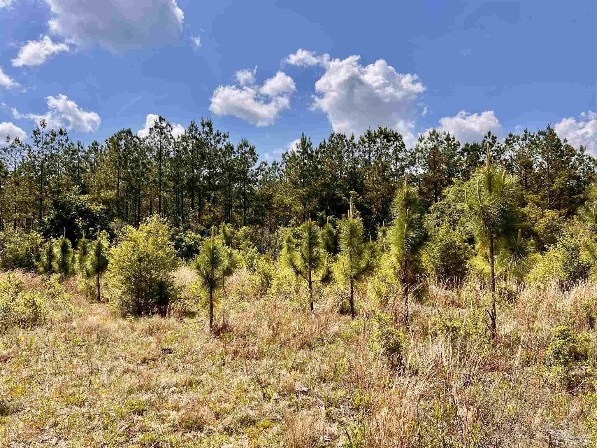 Lot 49 South Timber Lane Milton, FL 32571 - Photo 19 of 45