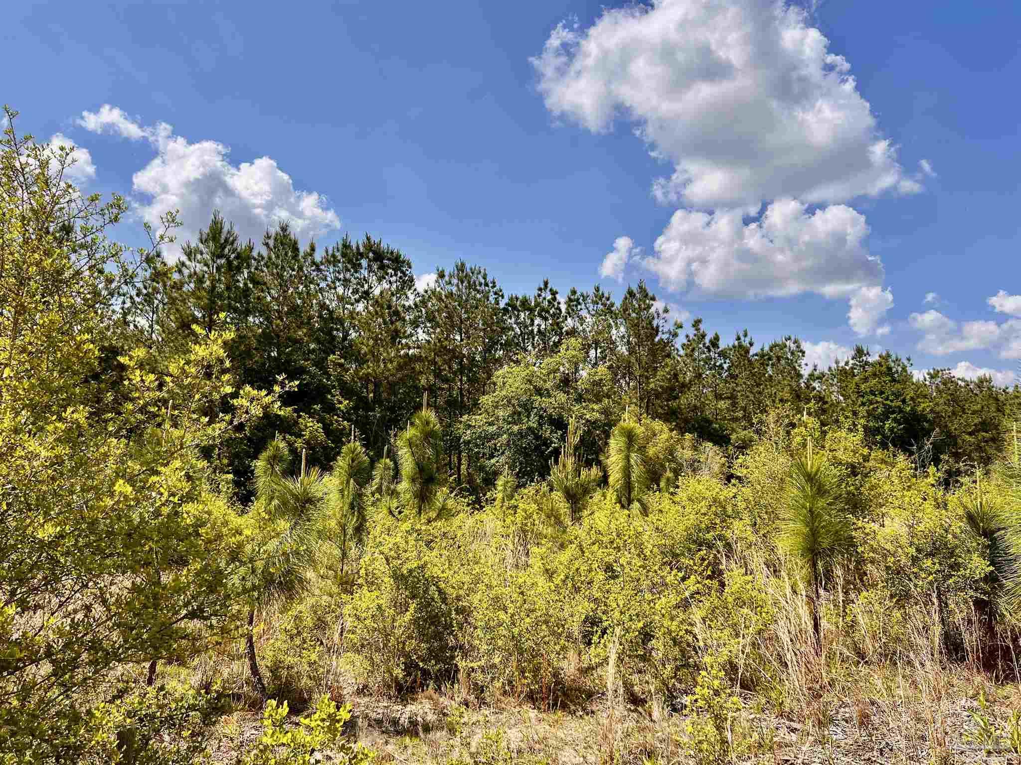 Lot 49 South Timber Lane Milton, FL 32571 - Photo 20 of 45 a view of a flower in a garden