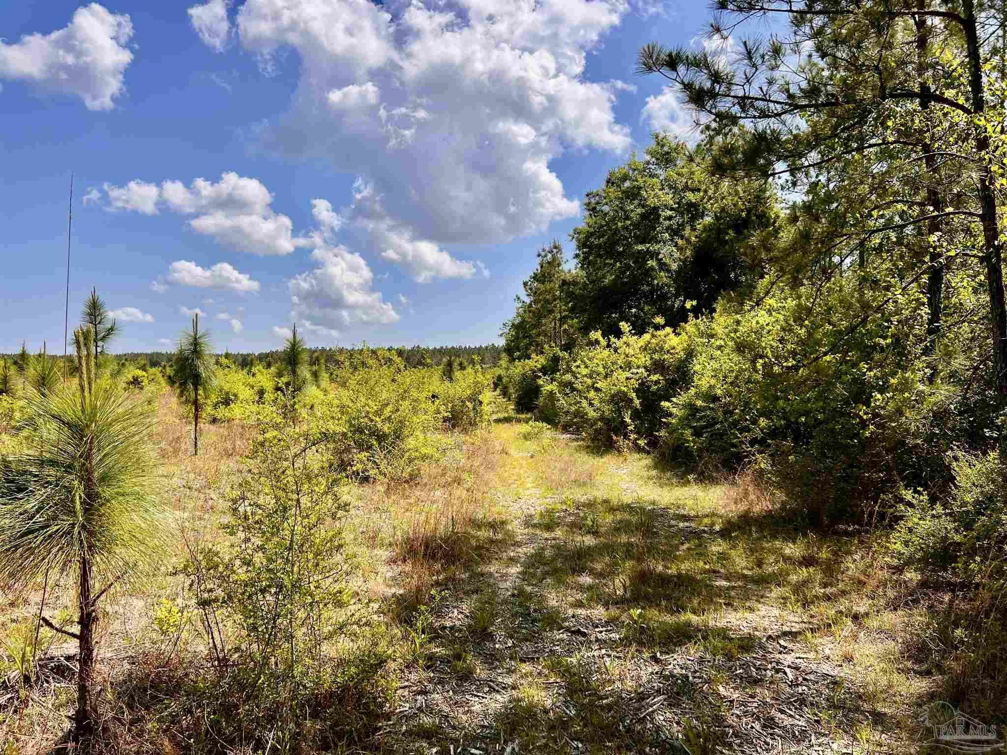 Lot 49 South Timber Lane Milton, FL 32571 - Photo 22 of 45 a view of a of trees