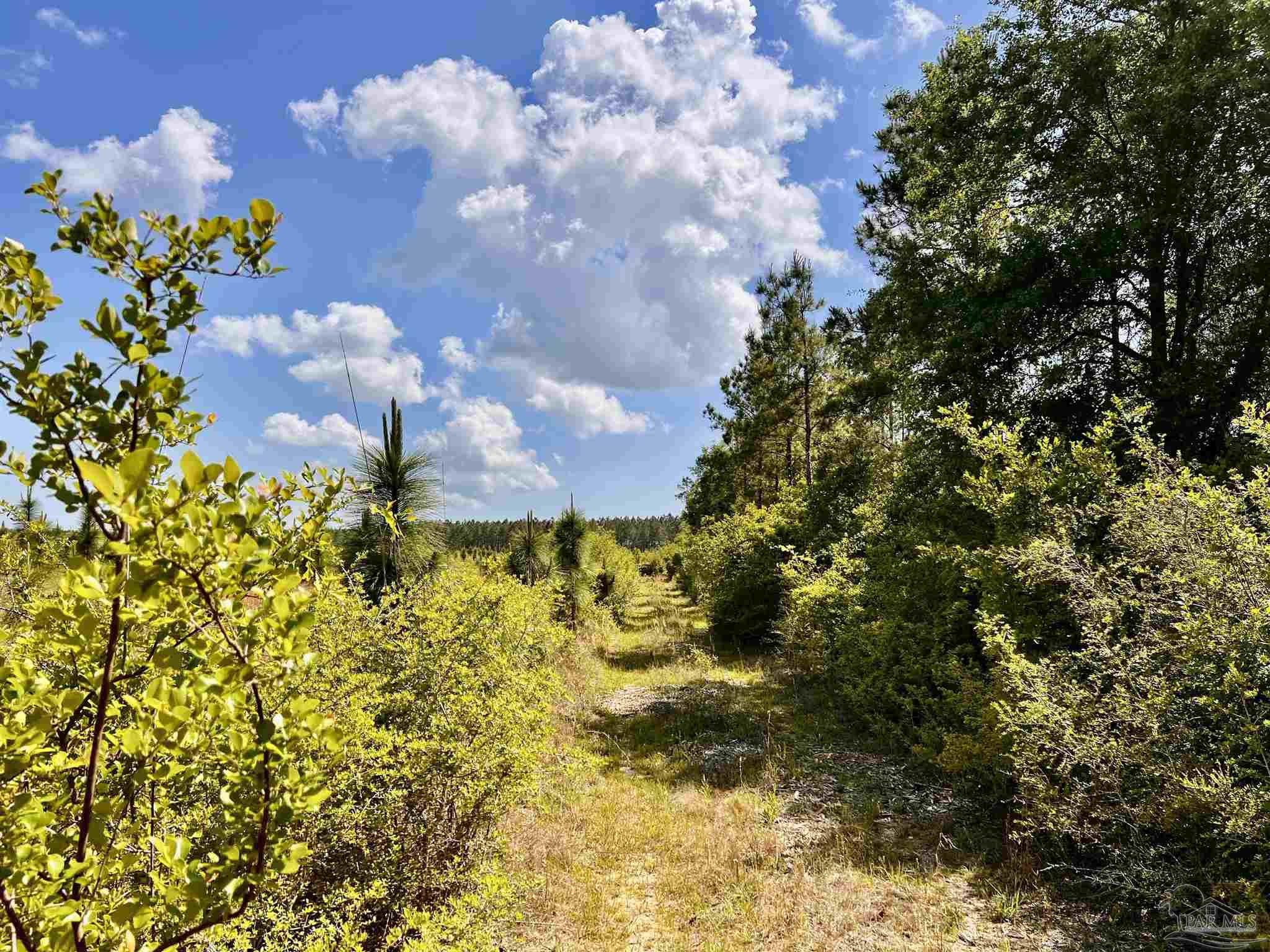 Lot 49 South Timber Lane Milton, FL 32571 - Photo 24 of 45 a view of a bunch of flowers