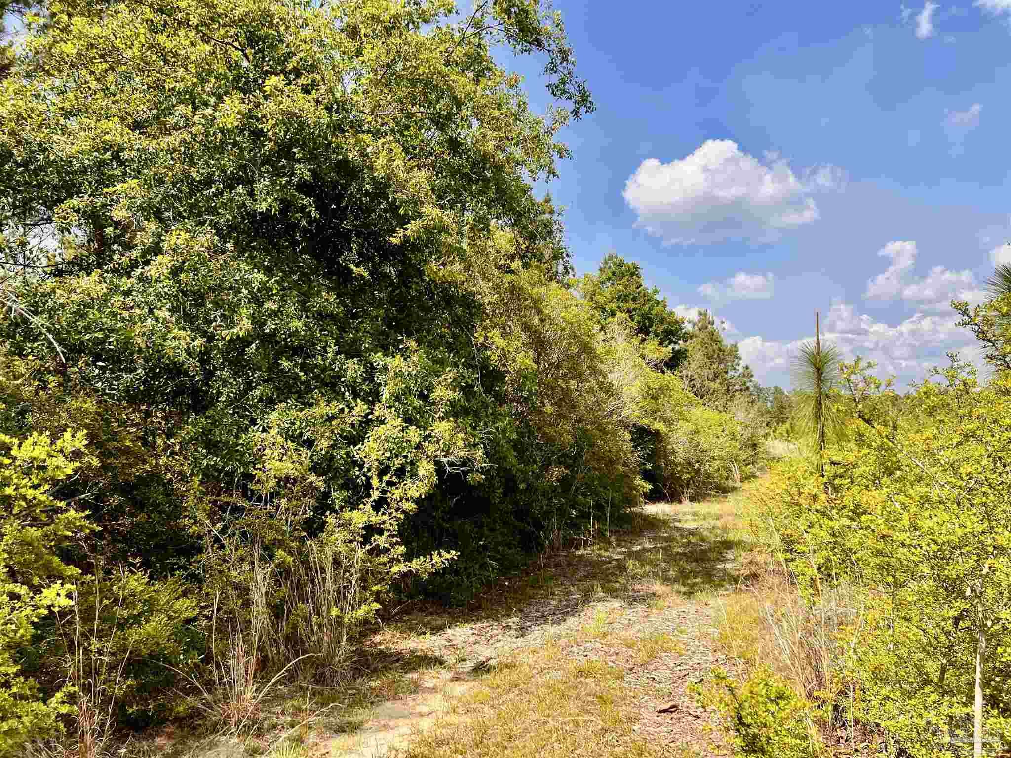 Lot 49 South Timber Lane Milton, FL 32571 - Photo 26 of 45 a view of a big yard with large trees