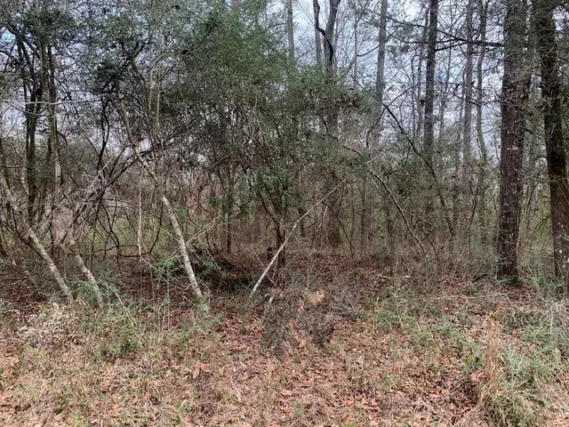 a view of a yard with a tree