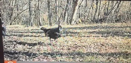 $650,000 | 475 Old Elkton Pike, Fayetteville, TN 37334