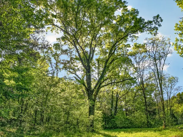 $650,000 | 475 Old Elkton Pike, Fayetteville, TN 37334