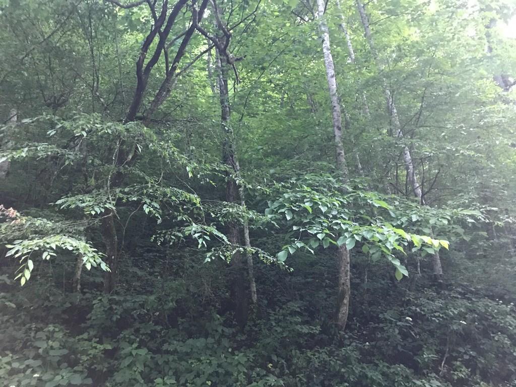 0 Black Sheep Hollow Road Eidson, TN 37731 - Photo 3 of 5 602531_2