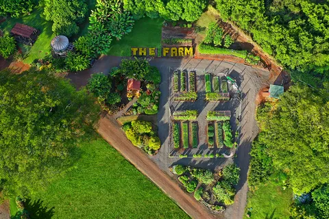 a view of a garden with a lot of flower plants and wooden fence