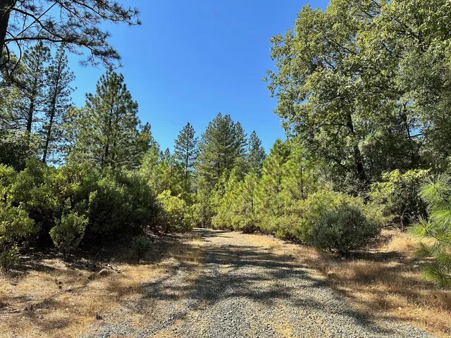 a view of a plants with pathway