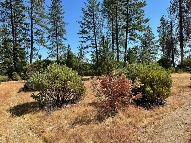 a view of a dry yard with trees in the background