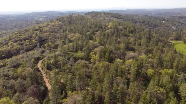 a view of a city with lush green forest