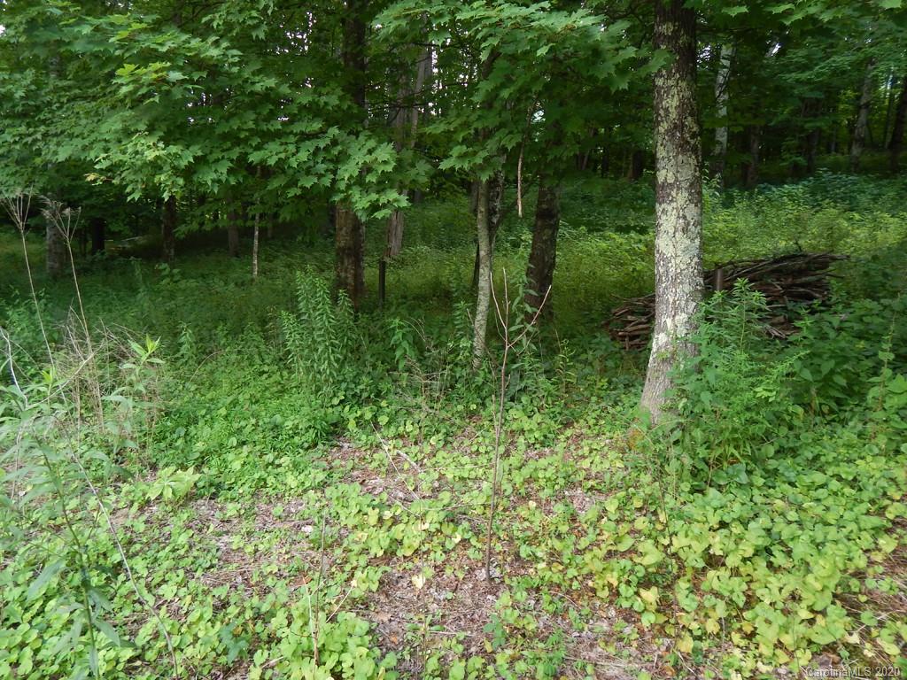 0 Saunook Road Waynesville, NC 28786 - Photo 2 of 11 a view of a lush green forest with lots of trees