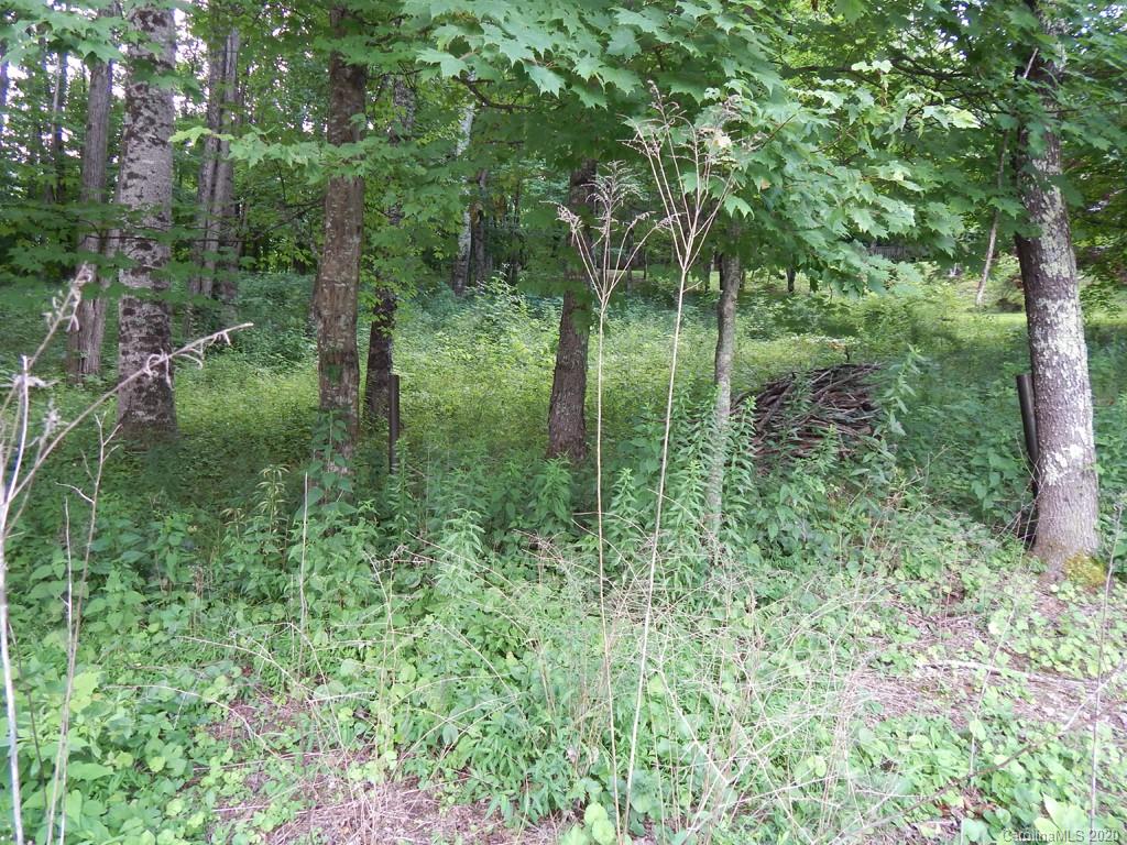 0 Saunook Road Waynesville, NC 28786 - Photo 4 of 11 a view of a lush green forest