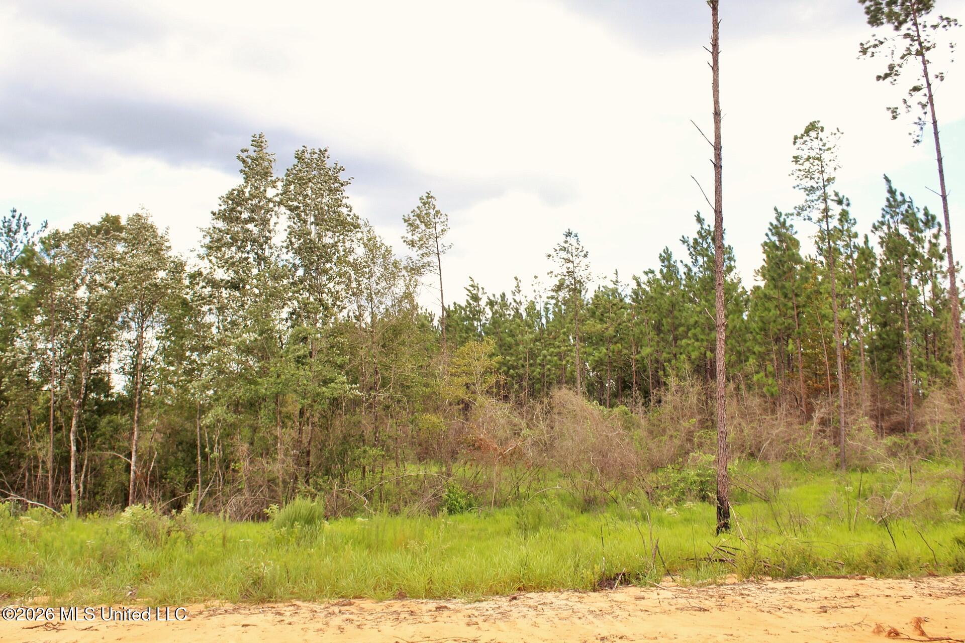 8.83-ac 8.83-ac Little Cedar Road Lucedale, MS 39452 - Photo 7 of 12 IMG_4135