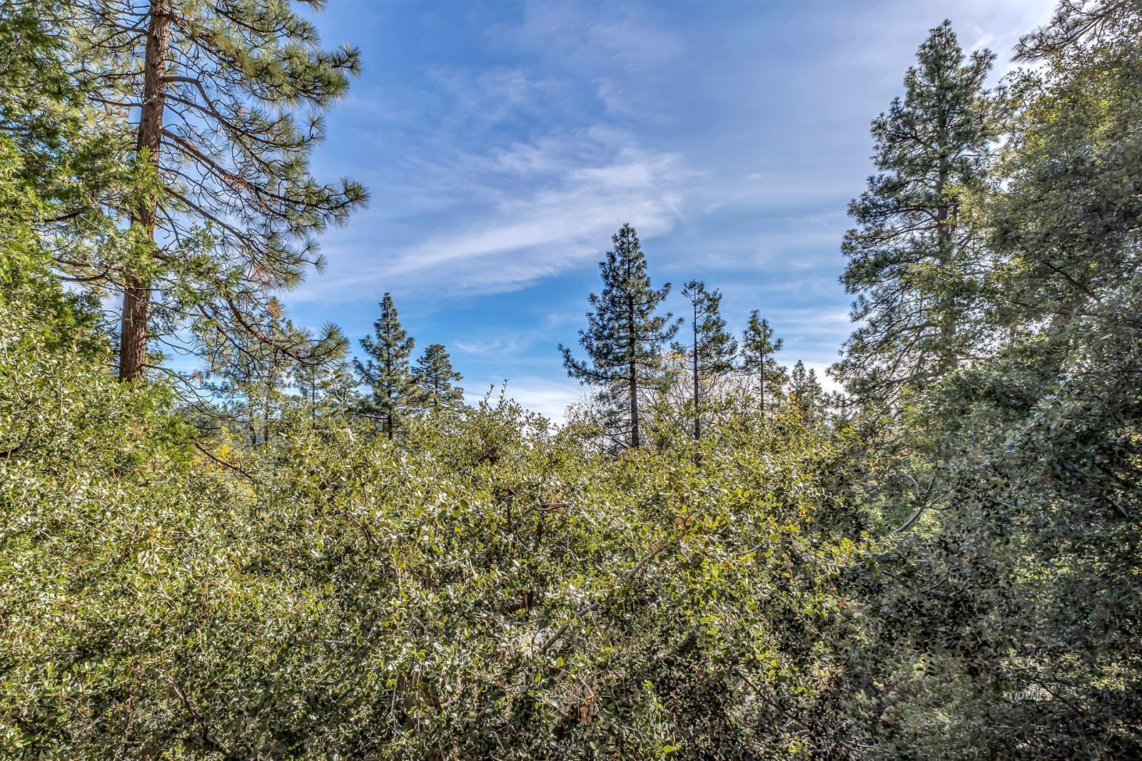 53580 Jeffery Pine Road Idyllwild, CA 92549 - Photo 16 of 90 Untitled