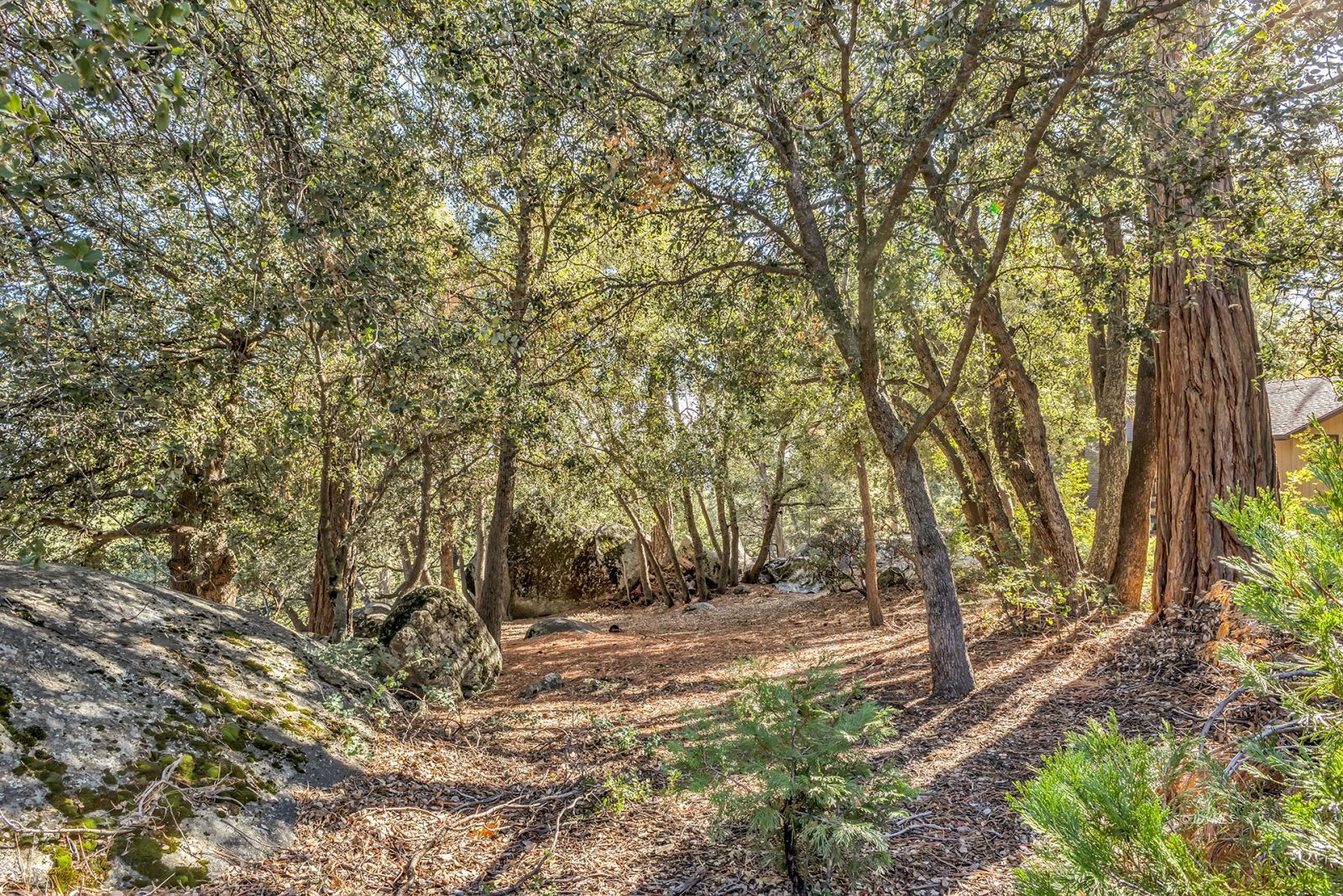 53580 Jeffery Pine Road Idyllwild, CA 92549 - Photo 77 of 90 a view of outdoor space and yard