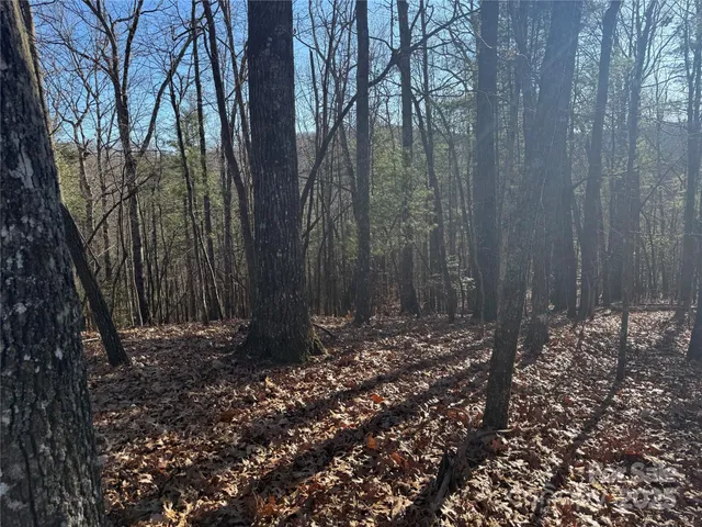 a view of trees with plants and trees