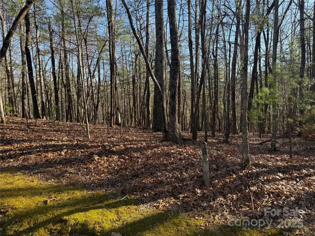 a view of water covered with tall trees