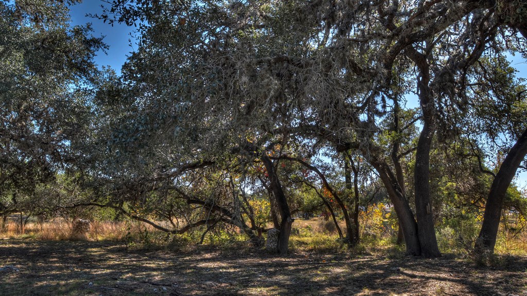 218 Trickling Creek Road Rio Frio, TX 78879 - Photo 11 of 39 a view of that has large trees
