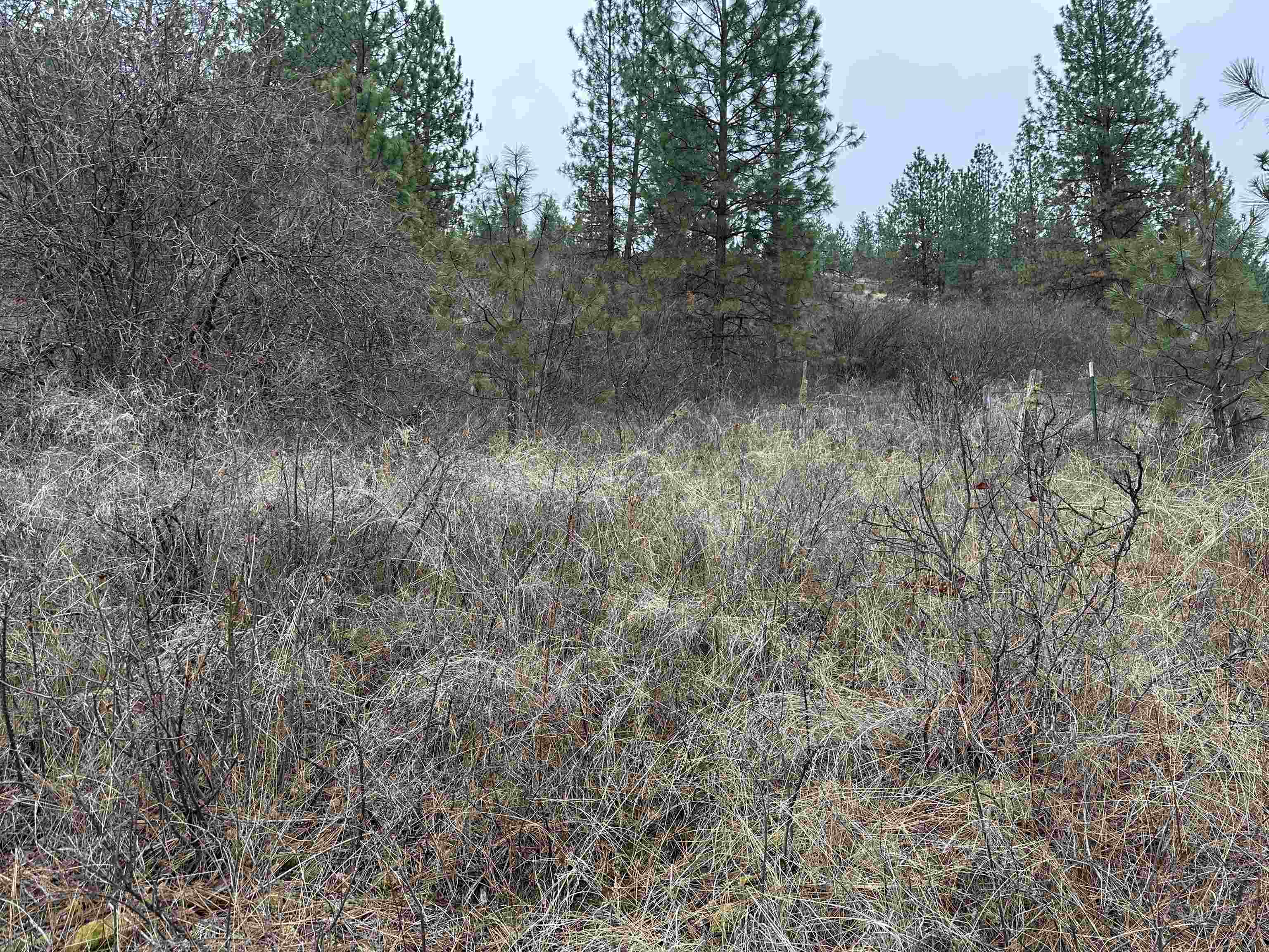 3250 Daisy Mine Road Rice, WA 99167 - Photo 2 of 14