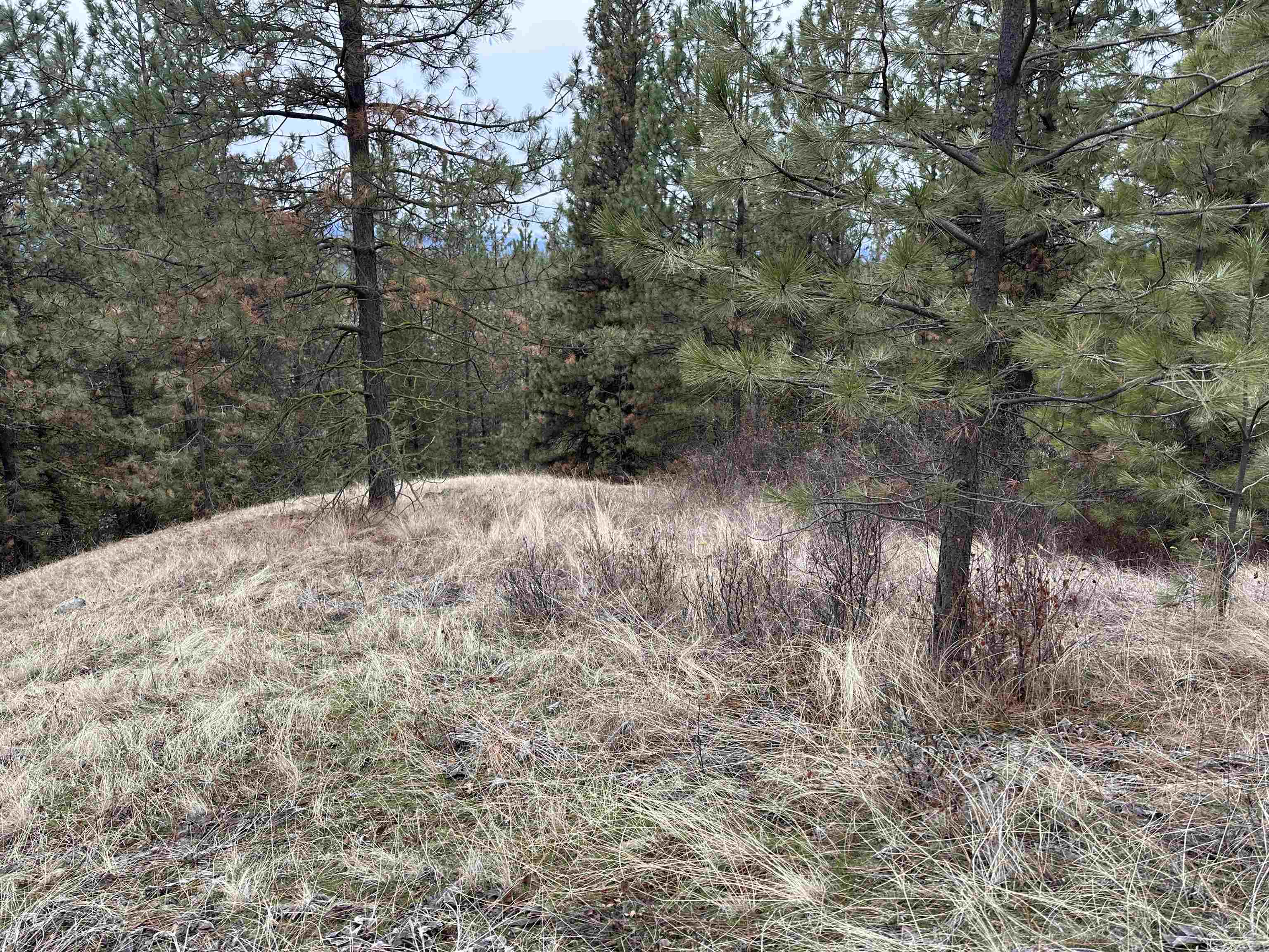 3250 Daisy Mine Road Rice, WA 99167 - Photo 4 of 14