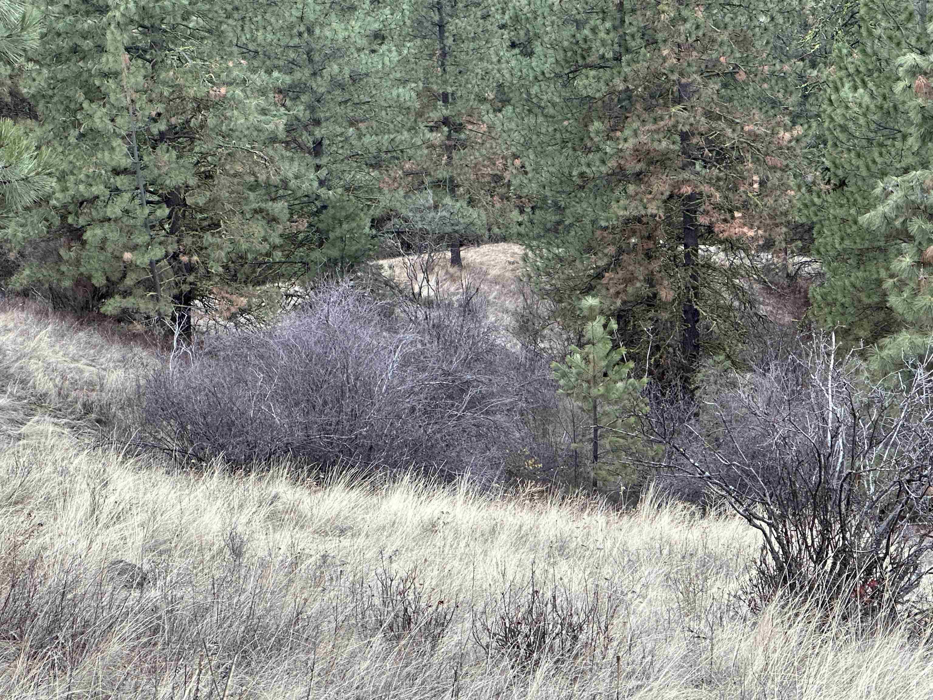 3250 Daisy Mine Road Rice, WA 99167 - Photo 5 of 14