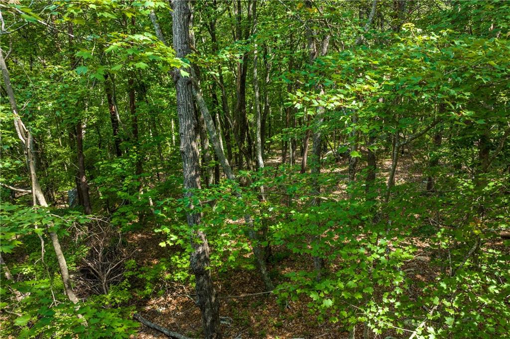 206 R Mystic Trail Lane Jasper, GA 30143 - Photo 12 of 38 a view of a lush green forest