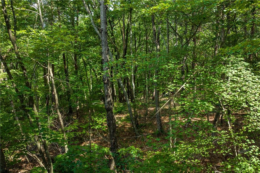 206 R Mystic Trail Lane Jasper, GA 30143 - Photo 27 of 38 a view of a lush green forest