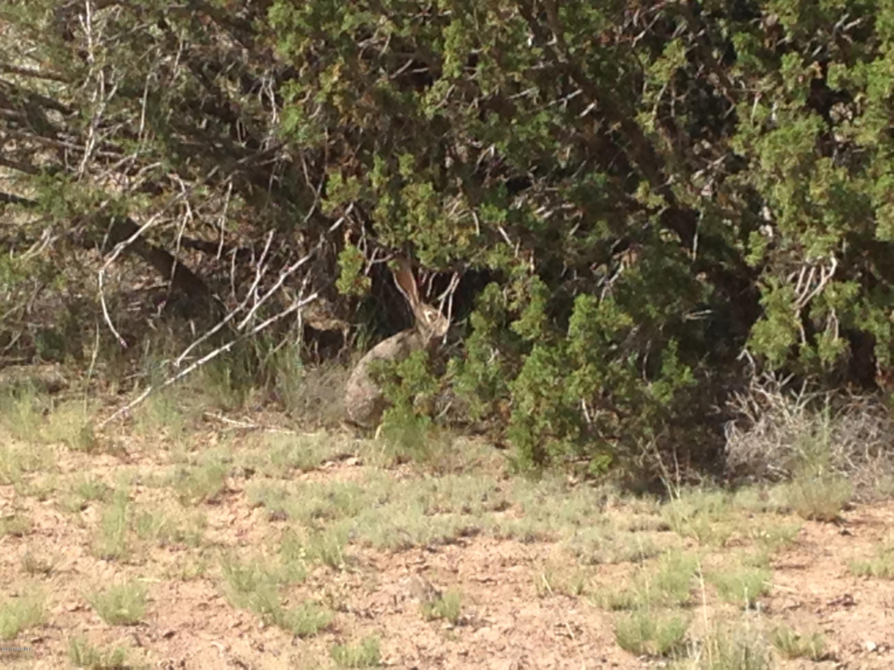 33 Antelope Run Road Ash Fork, AZ 86320 - Photo 1 of 9 IMG_3834