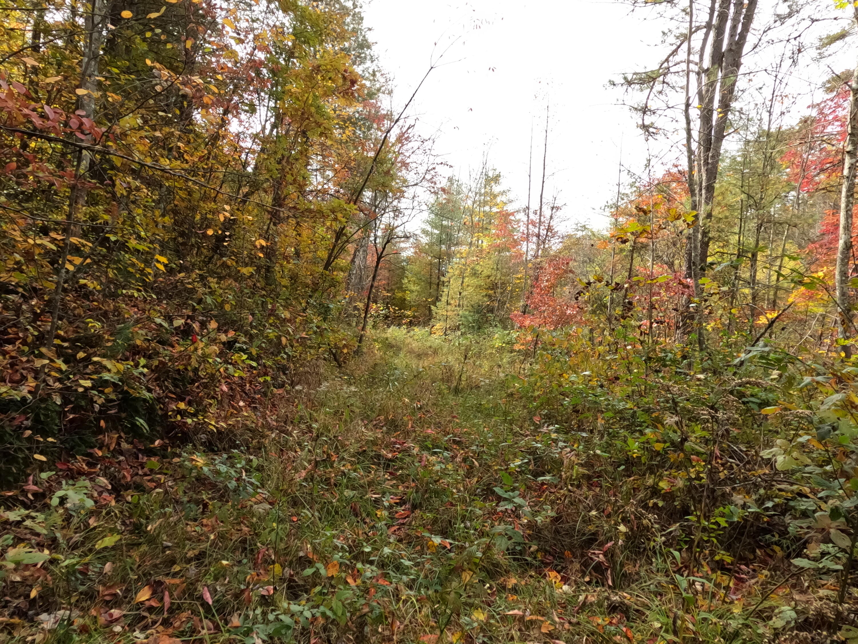 1 Ellen Drake Road Campton, KY 41301 - Photo 21 of 24 GOPR0203