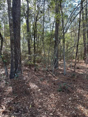 a view of a forest with trees