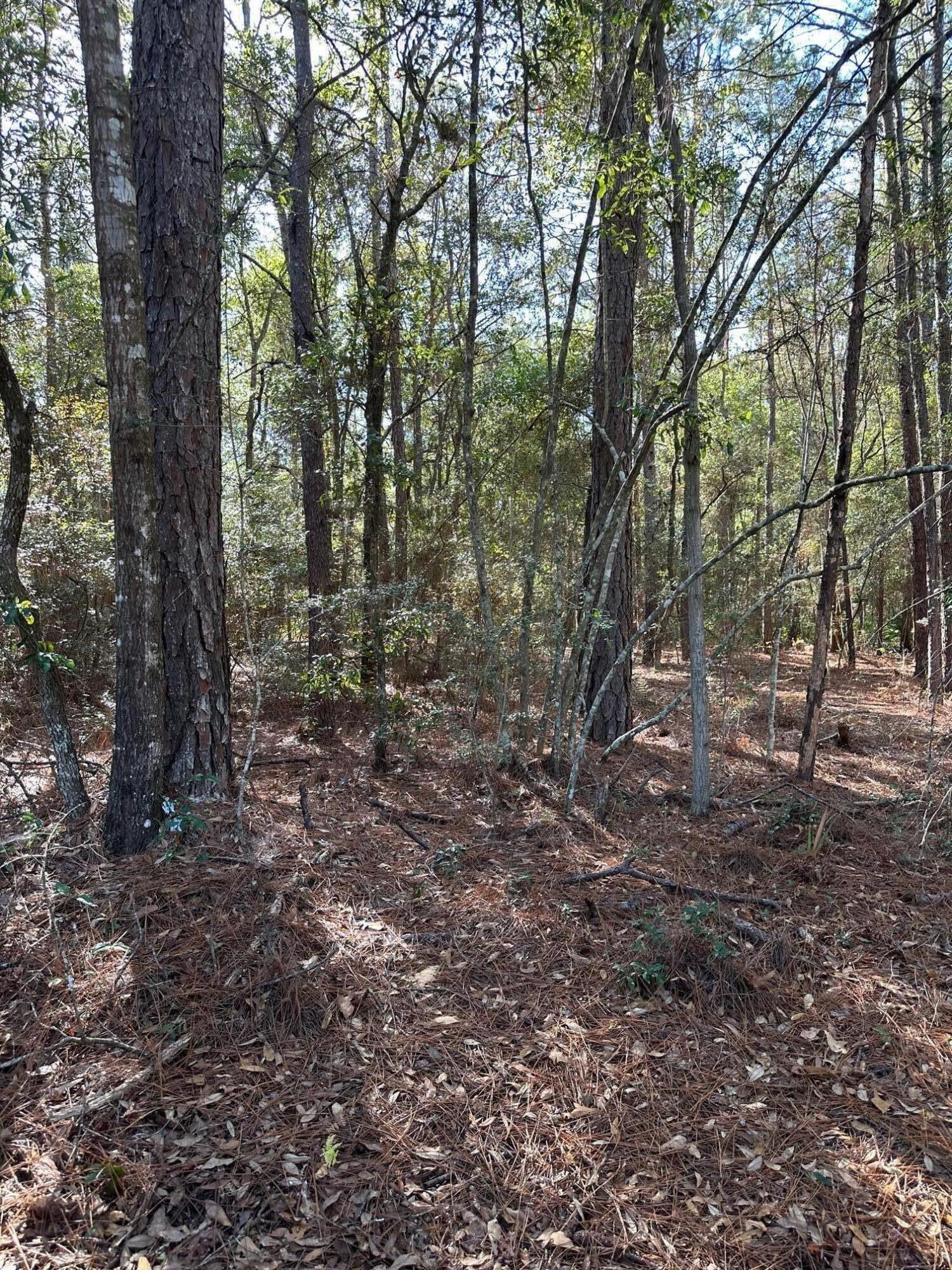 Tbd Pope Street Freeport, FL 32439 - Photo 4 of 6 a view of a forest with trees