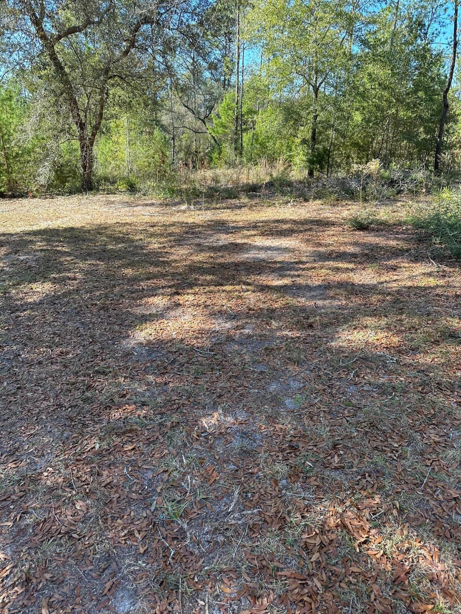 Tbd Pope Street Freeport, FL 32439 - Photo 6 of 6 a view of a yard with large trees