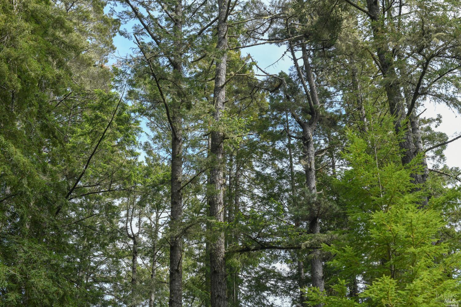 a view of a tree in a yard