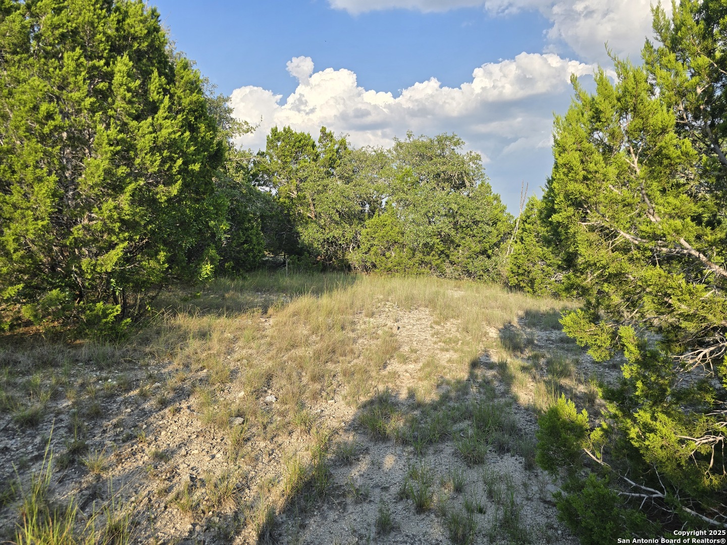 479 Canyon Rim Helotes, TX 78023 - Photo 22 of 40 a view of a yard with plants and tree