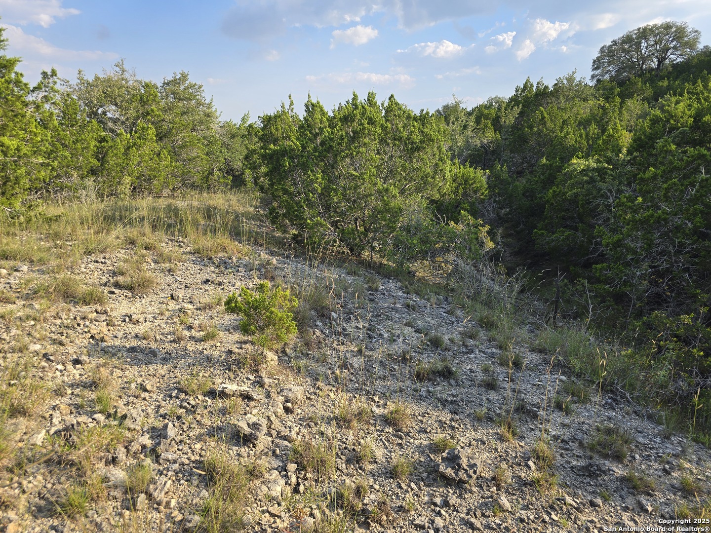 479 Canyon Rim Helotes, TX 78023 - Photo 32 of 40 a view of a yard with plants and a bench