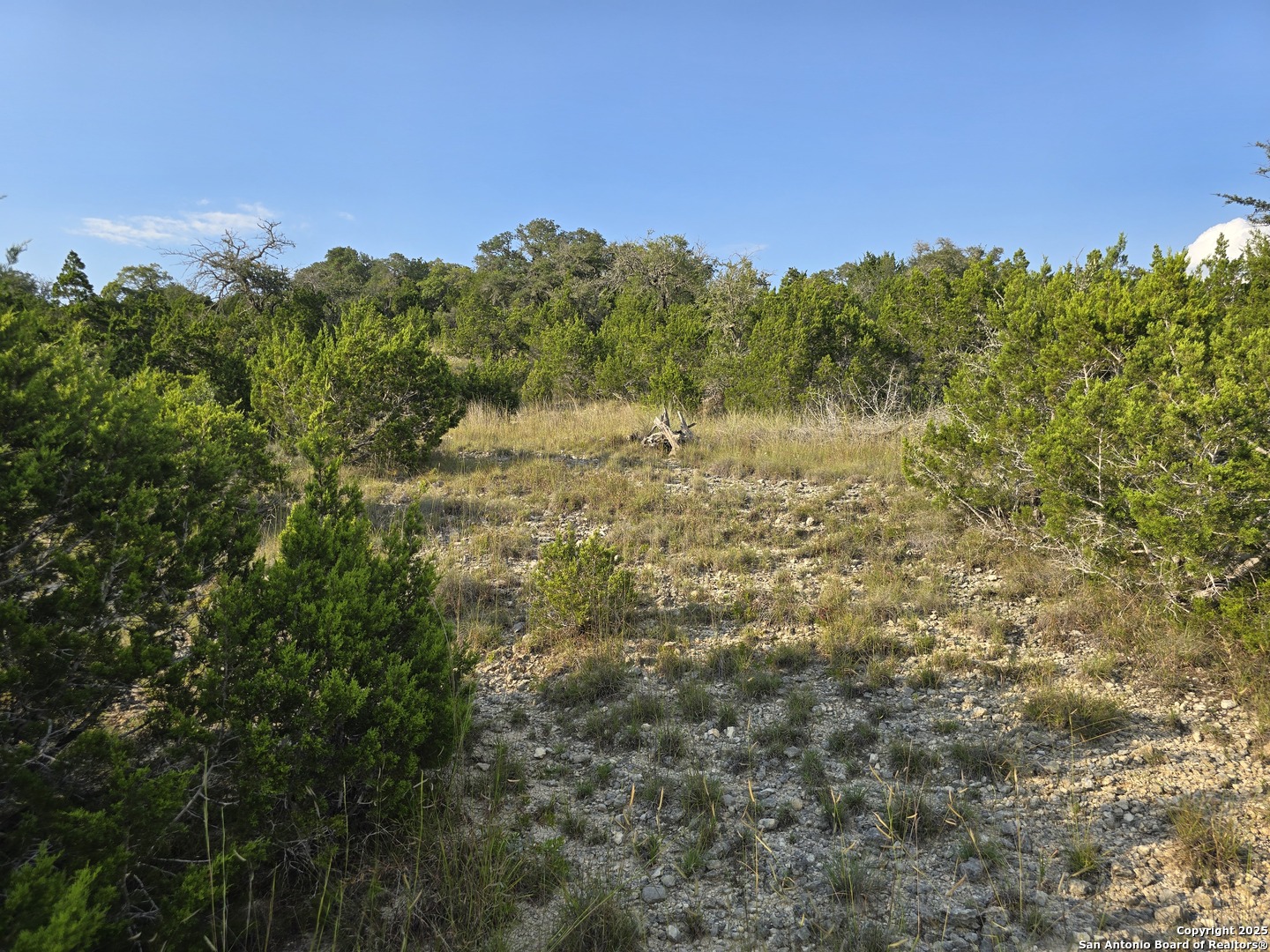 479 Canyon Rim Helotes, TX 78023 - Photo 34 of 40 a view of a field with a tree