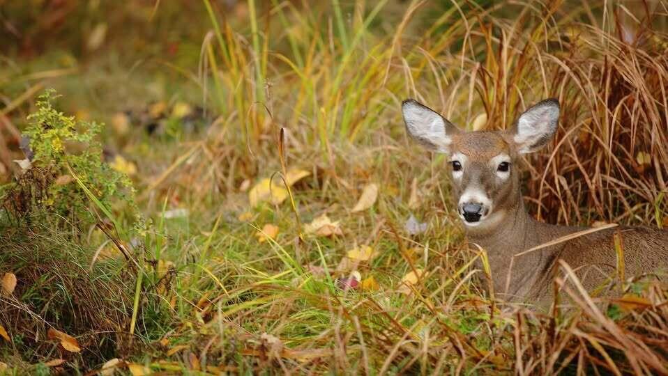 252 Chadbourne Road Waterford, ME 04088 - Photo 88 of 98 Wildlife in Yard