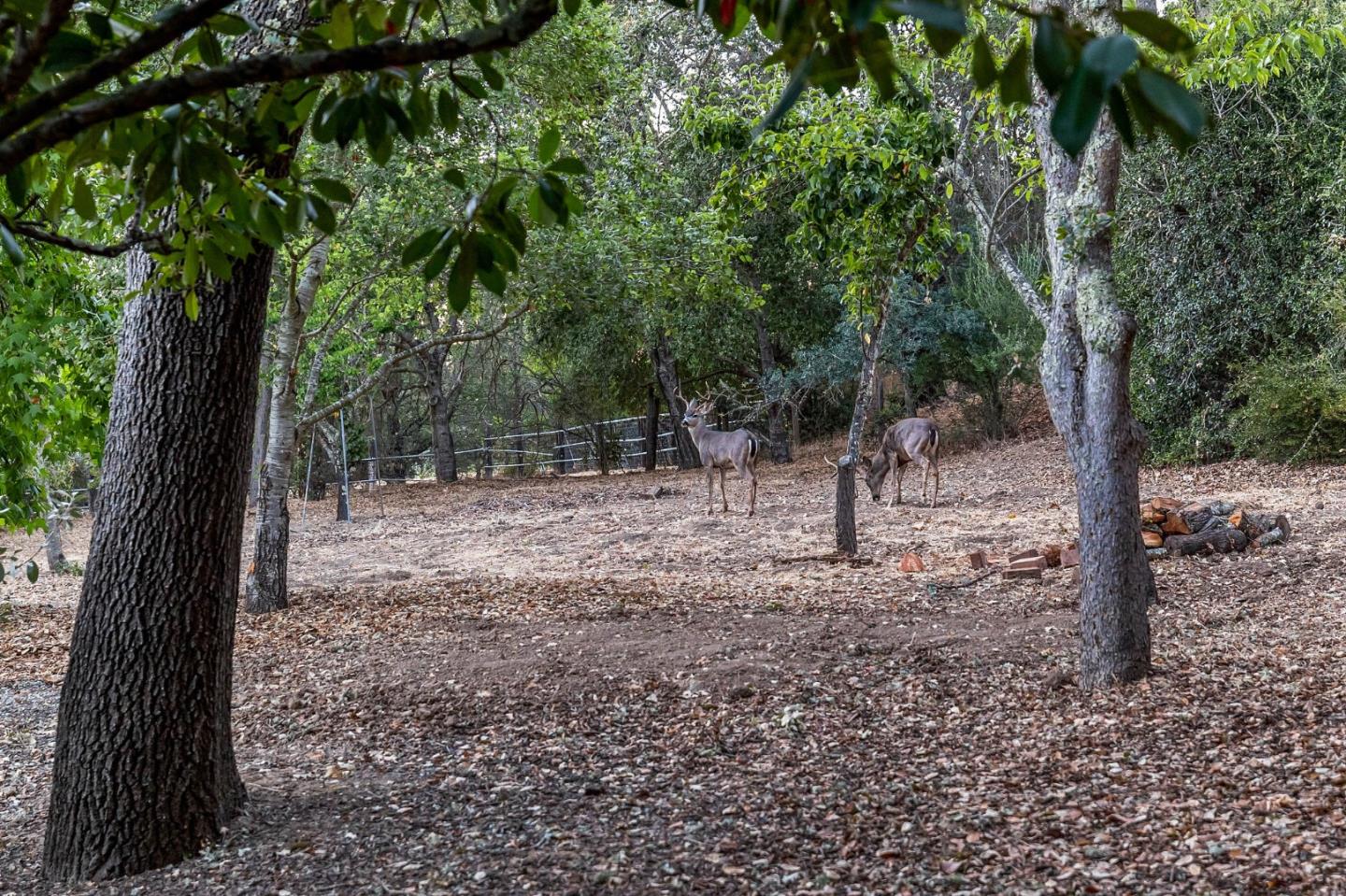 1585 Canada Lane Woodside, CA 94062 - Photo 34 of 46 a view of a forest with trees