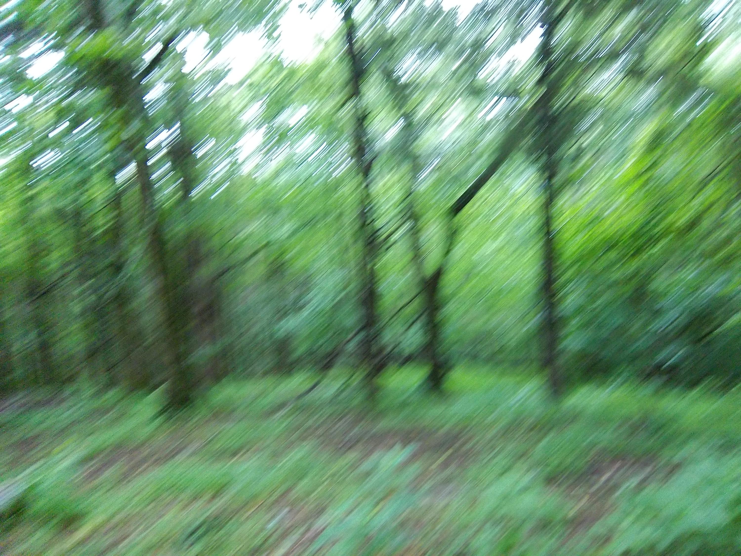 Little Texas Road Goodspring, TN 38460 - Photo 1 of 1 Sweet Valley Farm 040