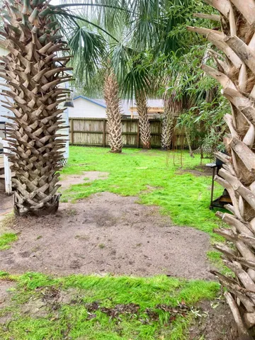 a view of a backyard with plants and a large tree