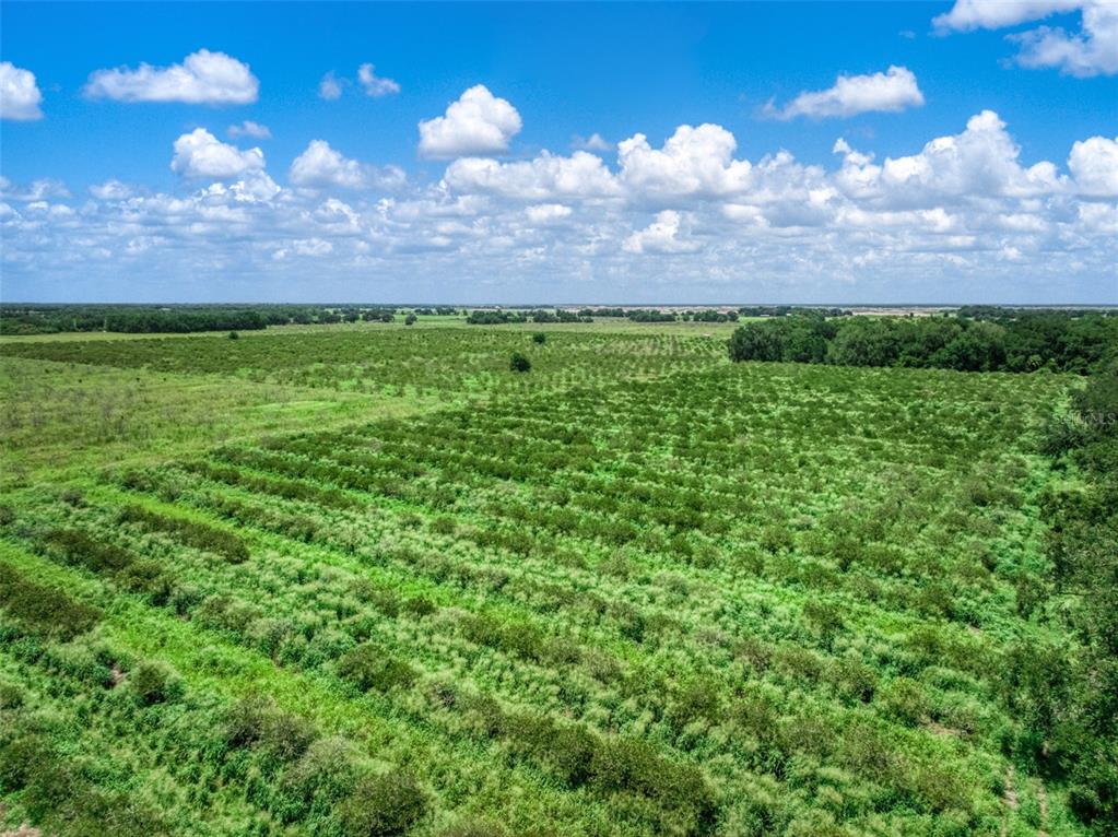 0 Stephens Road Wauchula, FL 33873 - Photo 3 of 5