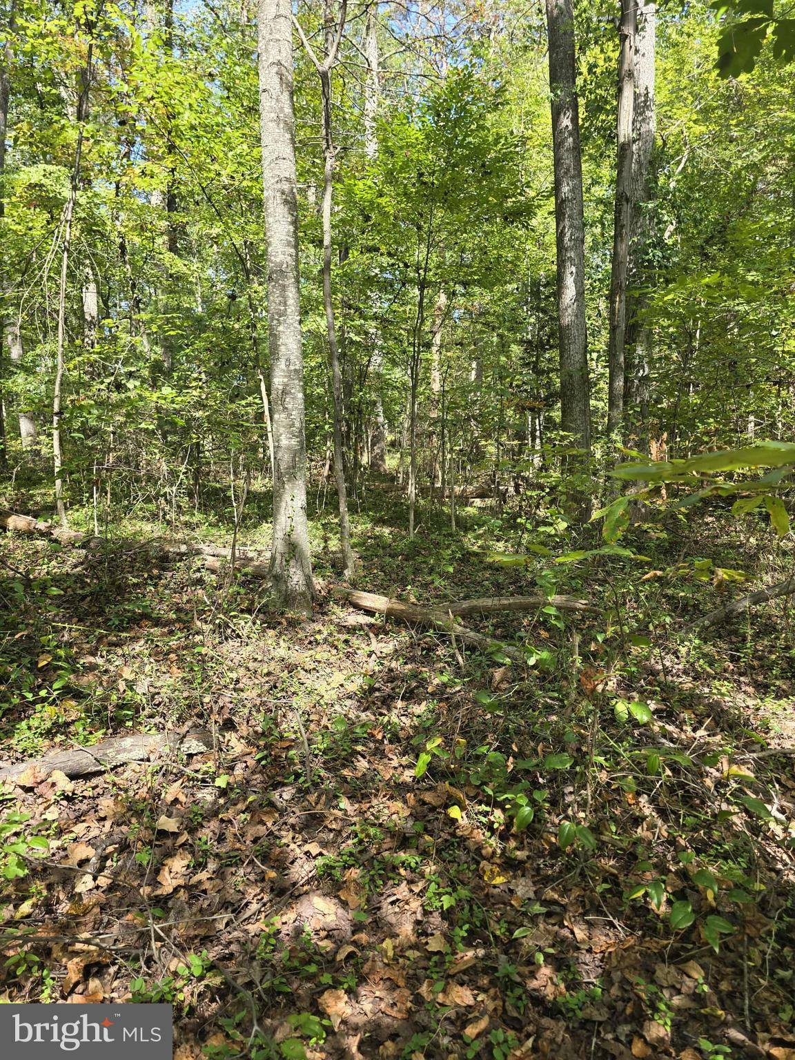 Poorhouse Road Banco, VA 22711 - Photo 4 of 5